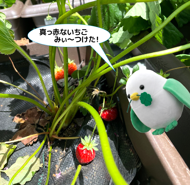 イチゴ収穫2