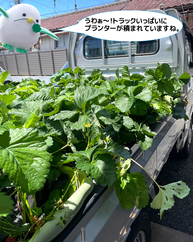 イチゴ収穫１