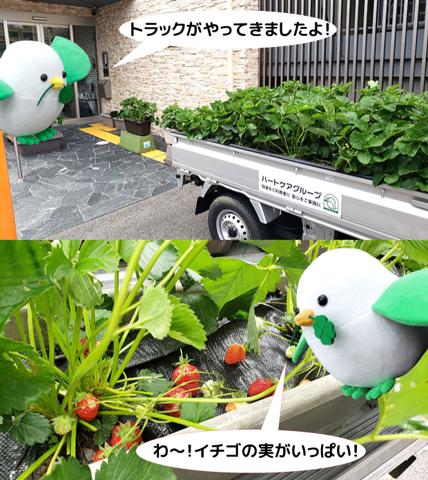 出張！イチゴ狩りイベント①