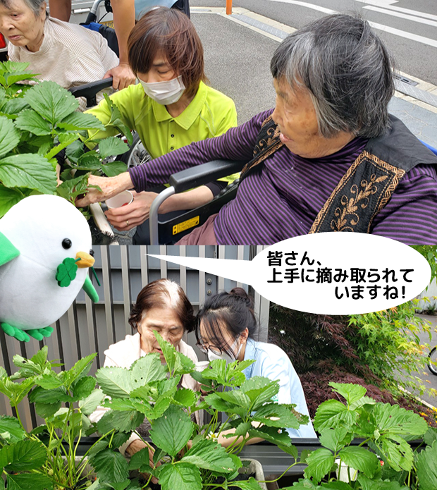 出張！イチゴ狩りイベント②